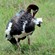 13. Ngorongoro Crater  3-18
