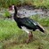 7. Arusha NP  12-03