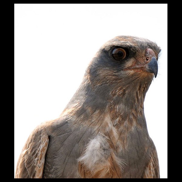 14. Immature  Lobo-Seronera  Bernd Gerlach  8-11