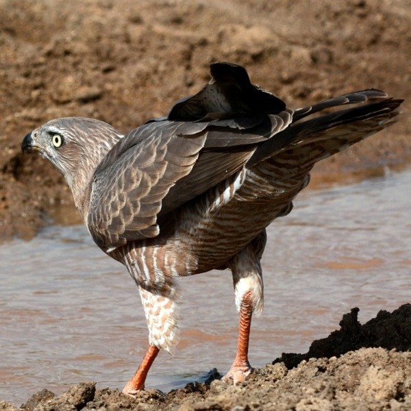 18. Immature Yaida Valley  3-15