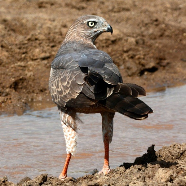 19. Immature Yaida Valley  3-15