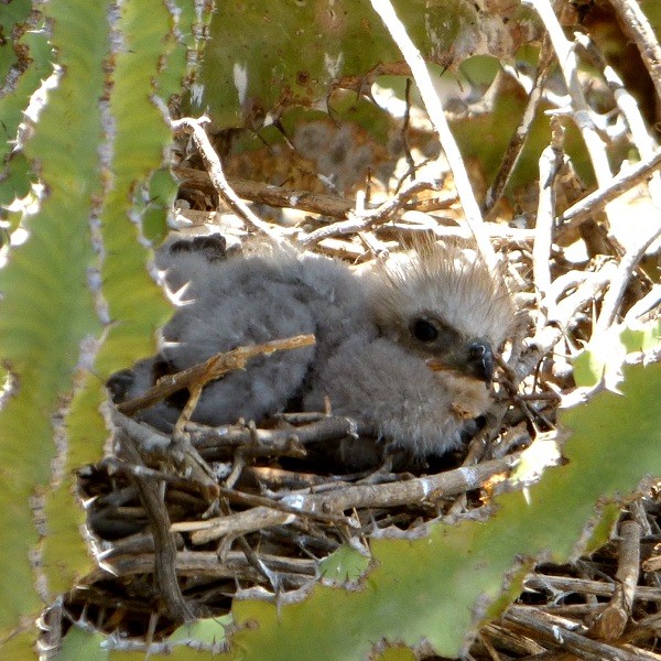 2. Chicks on nest  Lake Eyasi  Chris Schmeling  Nov. 16, 2014