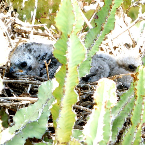 4. Chicks on nest  Lake Eyasi  Chris Schmeling  Nov. 16, 2014