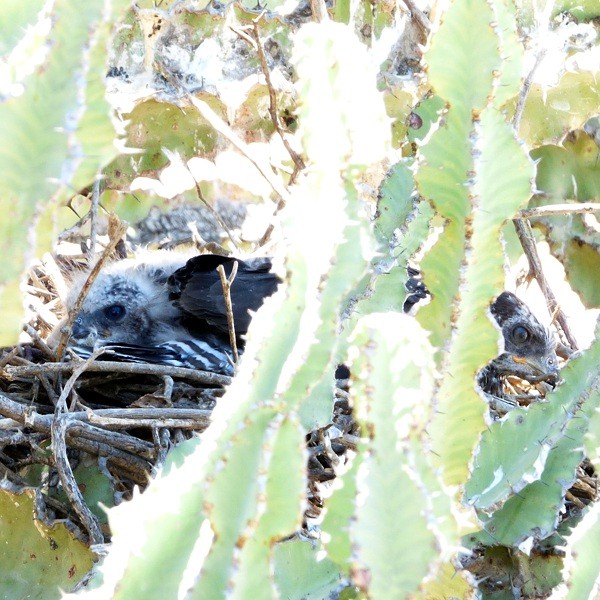 5. Chicks on nest  Lake Eyasi  Chris Schmeling  Nov. 23, 2014