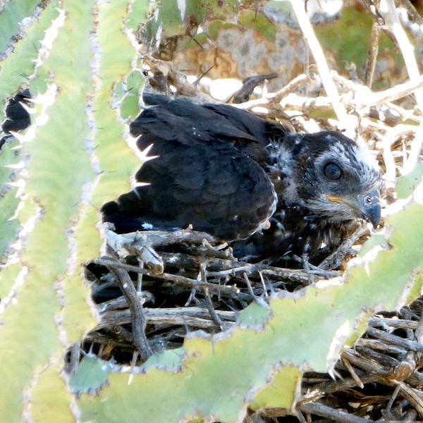 6. Chicks on nest  Lake Eyasi  Chris Schmeling  Nov. 23, 2014