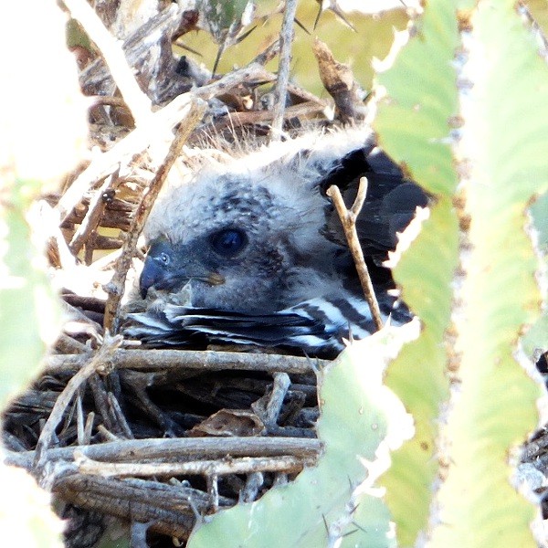 8. Chicks on nest  Lake Eyasi  Chris Schmeling  Nov. 23, 2014