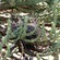 1. Chicks on nest  Lake Eyasi  Chris Schmeling  Nov. 16, 2014
