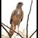 13. Immature  Lobo-Seronera  Bernd Gerlach  8-11