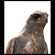 14. Immature  Lobo-Seronera  Bernd Gerlach  8-11