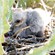 3. Chicks on nest  Lake Eyasi  Chris Schmeling  Nov. 16, 2014