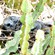 4. Chicks on nest  Lake Eyasi  Chris Schmeling  Nov. 16, 2014