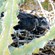 6. Chicks on nest  Lake Eyasi  Chris Schmeling  Nov. 23, 2014