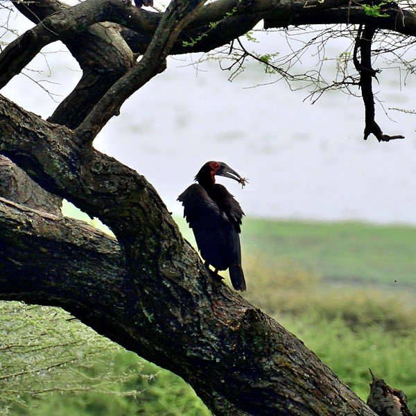 10. Lake Manyara   1-21