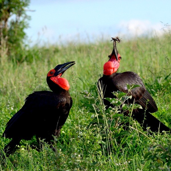 15. Tarangire   12-20