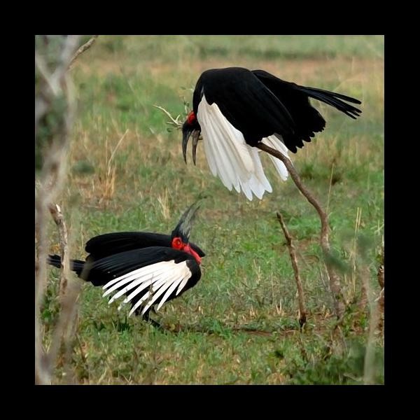 2. Tarangire 2-09