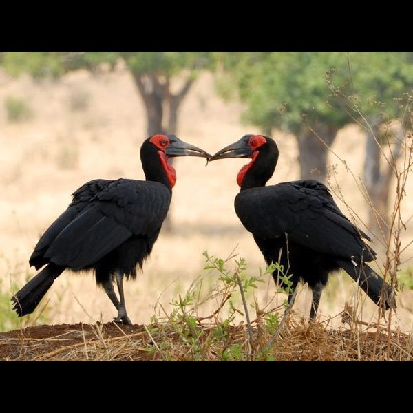 20. Male feeding female  Taranire  10-10