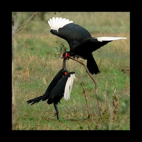 3. Tarangire 2-09
