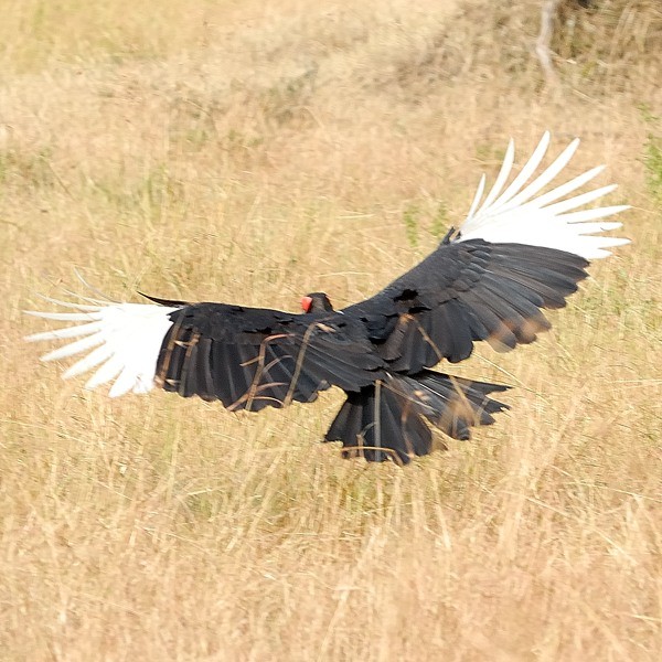 30. Nyamalumbwa  7-12