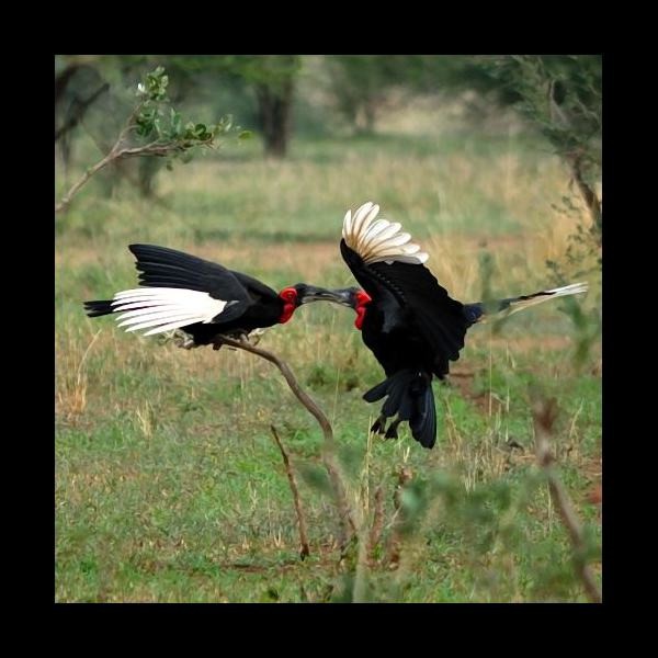 4. Tarangire 2-09