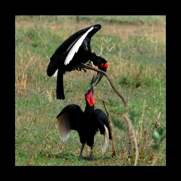 5. Tarangire 2-09