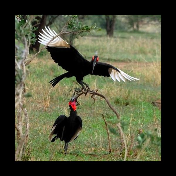 6. Tarangire 2-09