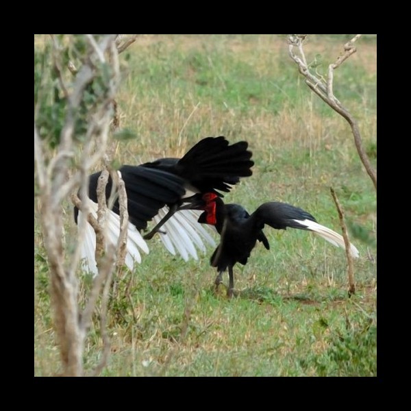 7. Tarangire 2-09