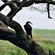 10. Lake Manyara   1-21
