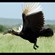 12. Immature  Tarangire  3-10