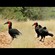 17. Tarangire  5-10