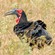 32. So. Tarangire  7-12