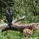 38. Lake Manyara  4-04