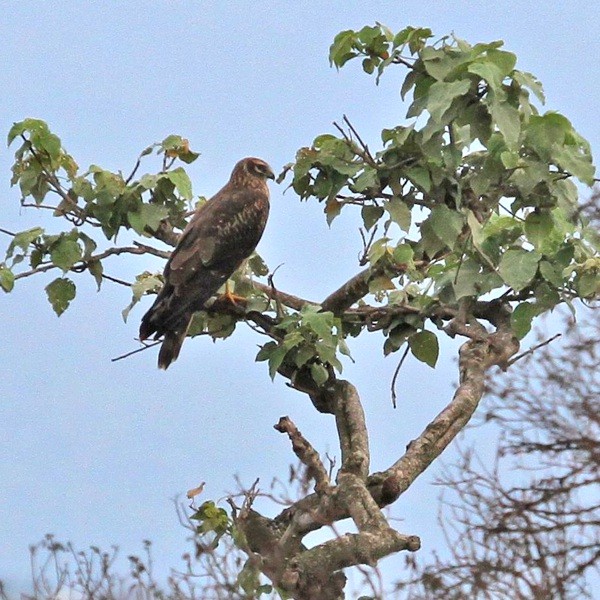 1. Arusha NP  Linda Bushman  11-16