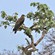 1. Arusha NP  Linda Bushman  11-16