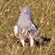 3. Mara River-Serengeti  Stuart Webb  2-10