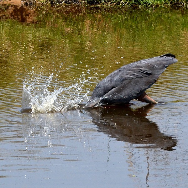 10. Ruaha  8-13