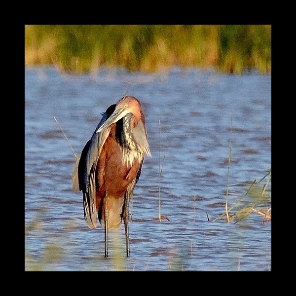 14. Shambarai swamp  8-19