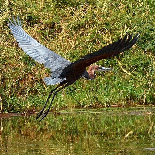 6. Ruaha  8-13