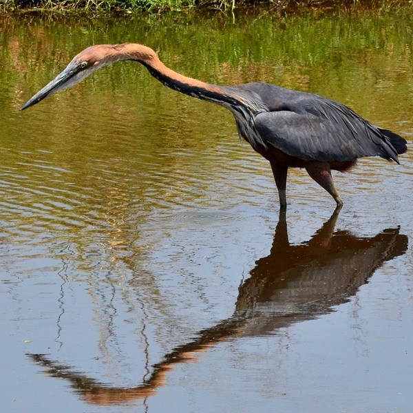 8. Ruaha  8-13