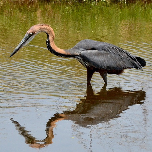 9. Ruaha  8-13
