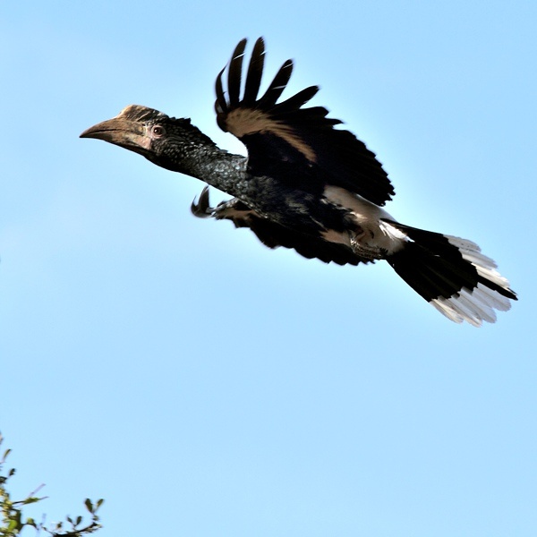 1. Arusha NP  Claude Melde  10-13
