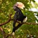 4. Lake Manyara  1-16