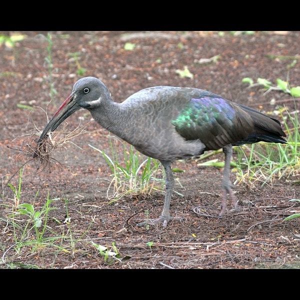 1. Gathering nest material  Arusha  3-18