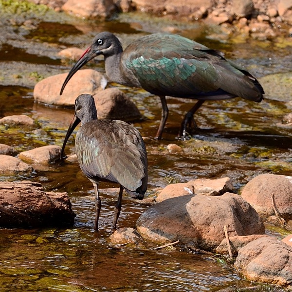 12. Lake Manyara  7-14