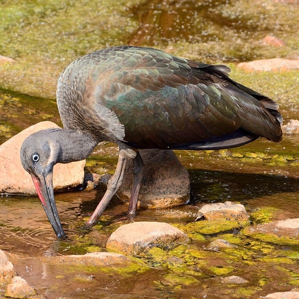 13. Lake Manyara  7-14