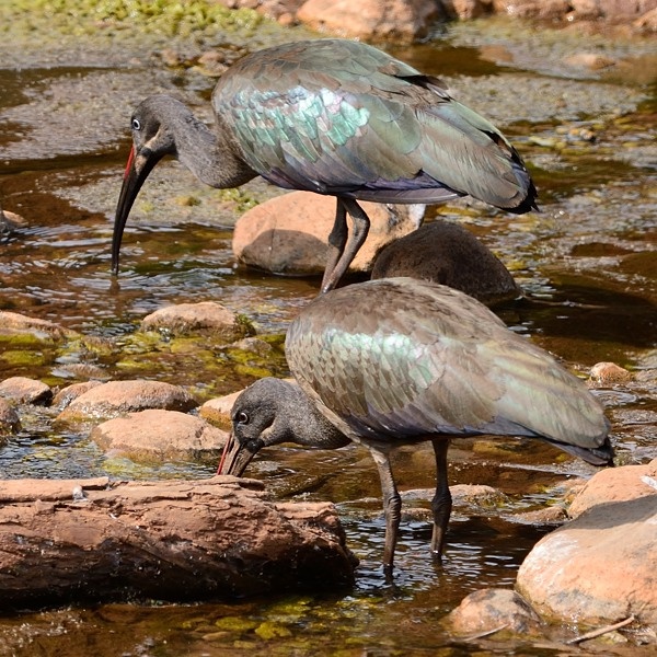 14. Lake Manyara  7-14