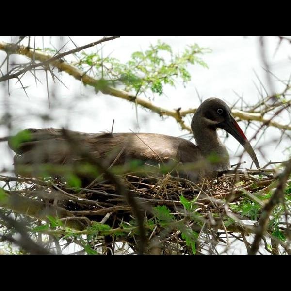 2. Nest  Arusha NP  11-08