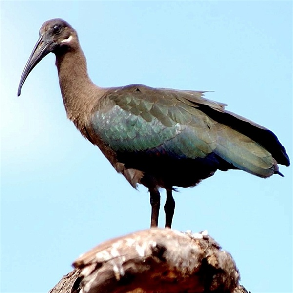 4. Immature  Silale swamp  6-04
