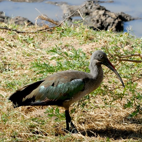 8. Tarangire  9-12
