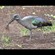 1. Gathering nest material  Arusha  3-18