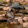 12. Lake Manyara  7-14